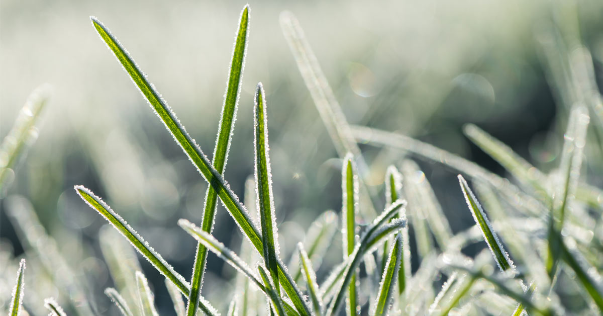 Tip 1 van de 7 tips om je tuin winterklaar te maken: het gazon