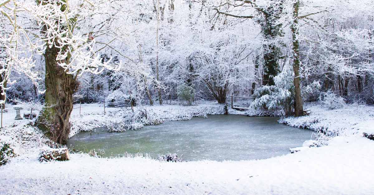 Tip 3van de 7 tips om je tuin winterklaar te maken: de vijver