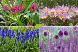 Tip 6 van de 7 tips om je tuin winterklaar te maken: bloembollen planten