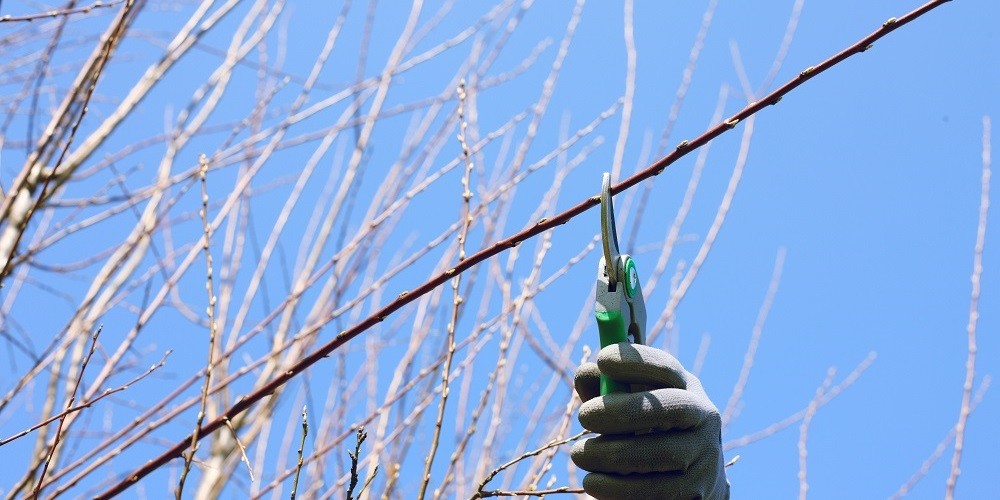 Tip 4 van de 7 tips om je tuin winterklaar te maken: snoeien